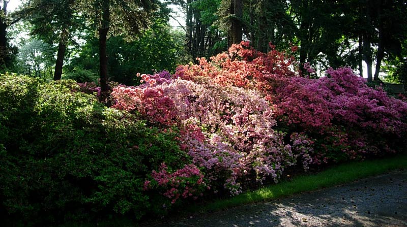 Flowering Bushes